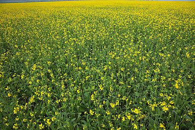 奇葩游戏《章鱼丸子派对幸存》确定7月20日登陆Switch